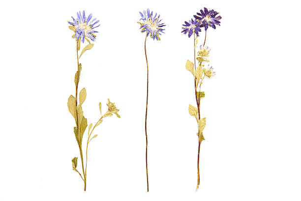 istock Set of wild flowers pressed, white background 613108440