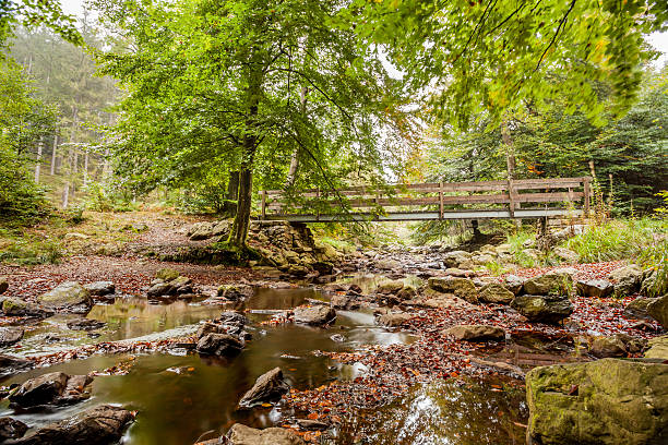 istock wooden bridge in nature 613108734