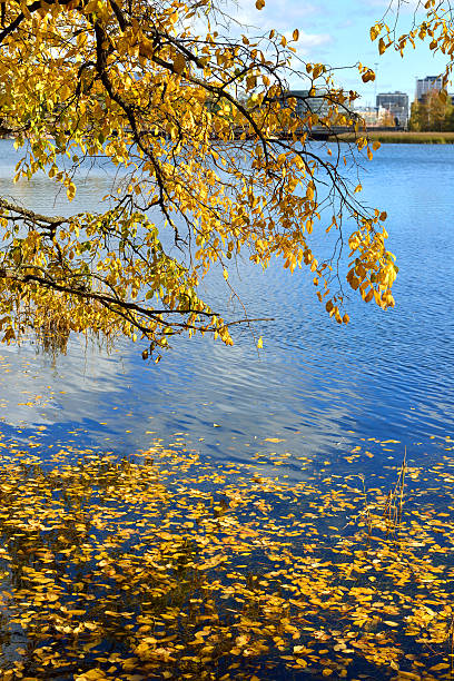 istock Golden autumn in park Helsinki 613110784