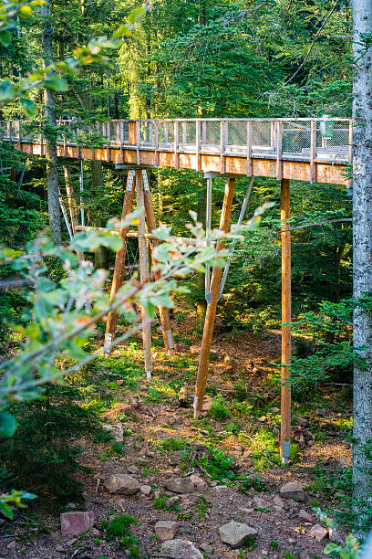 istock wooden footbridge in forest 613112890