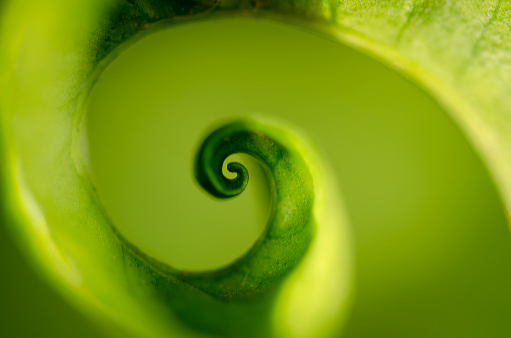 Macro photography of a spiral leaf