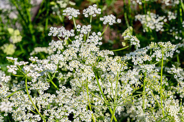 fiori di carvi freschi - caraway foto e immagini stock