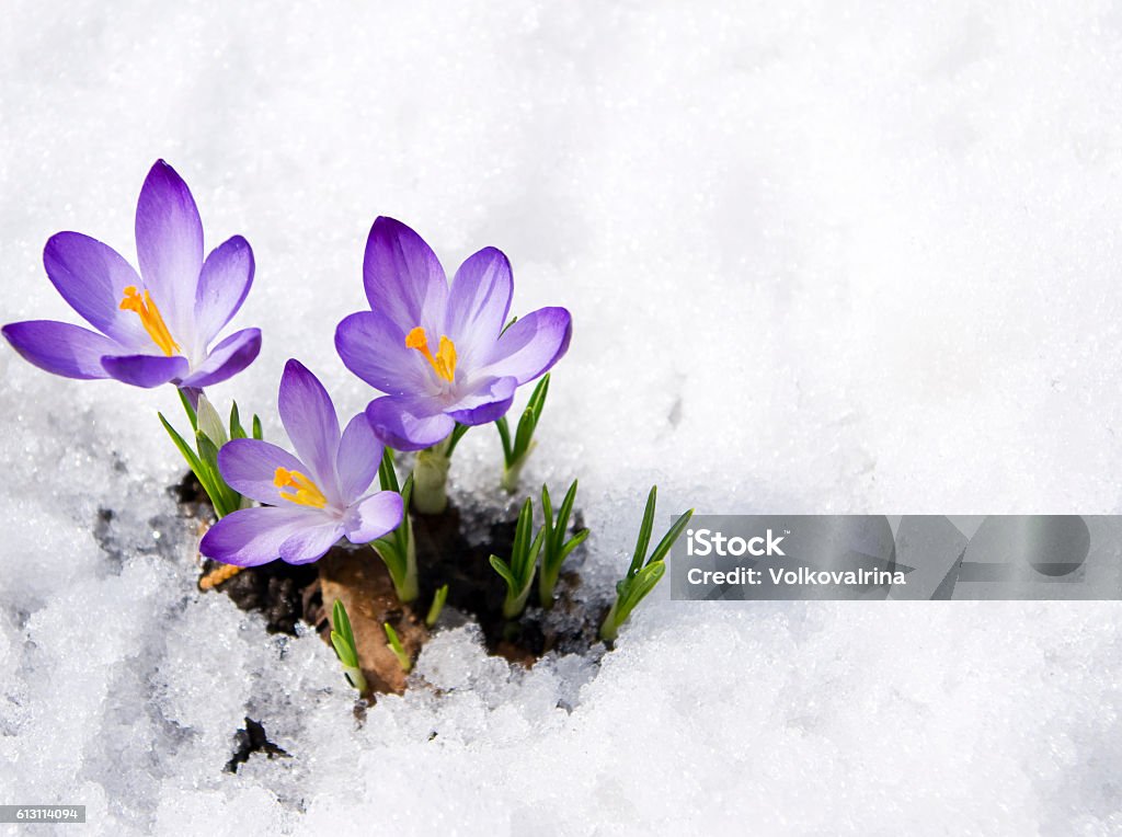 crocuses in snow three purple crocuses in snow Flower Stock Photo