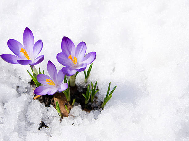 crocuses in snow three purple crocuses in snow pistil photos stock pictures, royalty-free photos & images