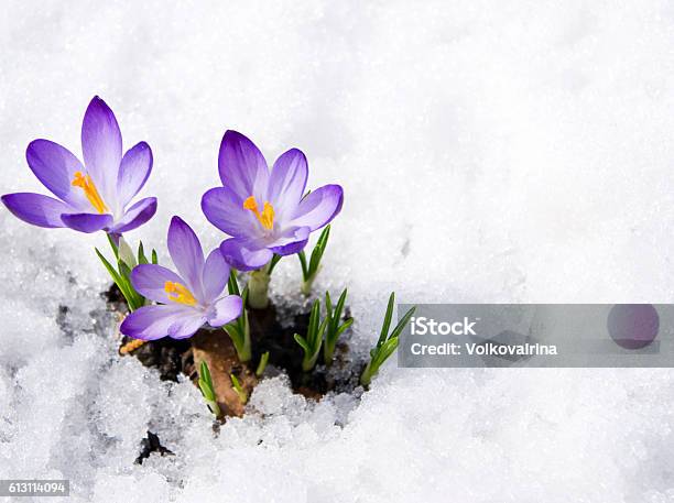 Crocuses In Snow Stock Photo - Download Image Now - Flower, Springtime, Snow