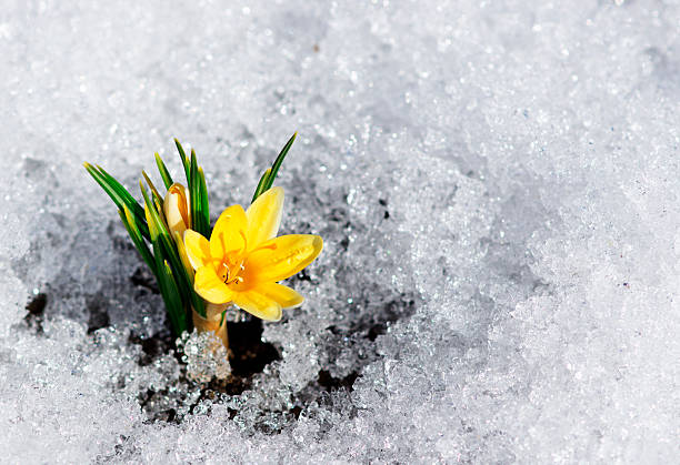 gelber krokus im schnee - crocus blooming flower head temperate flower stock-fotos und bilder