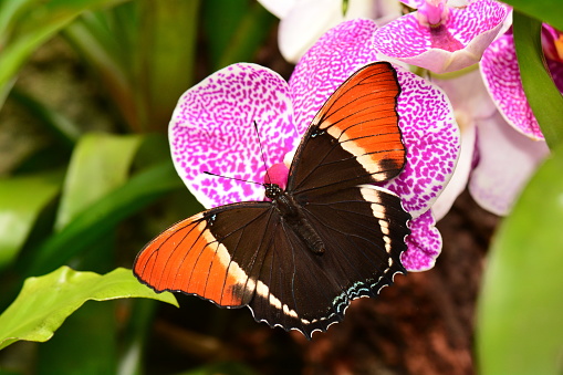 A pretty orchid flower attracts a pretty butterfly to its nectar.