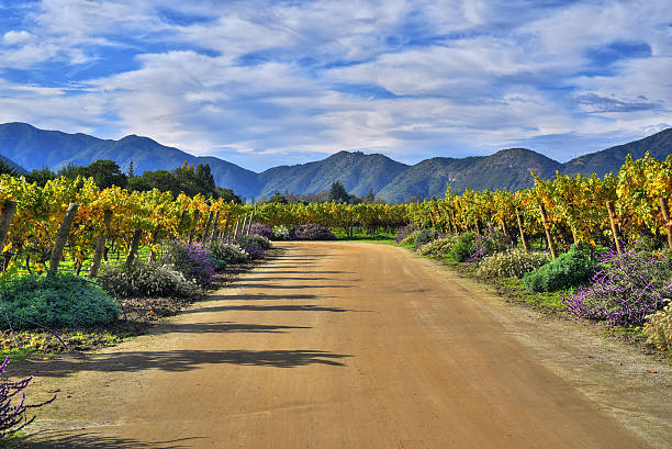 에밀리아나 포도원 - winery autumn vineyard grape 뉴스 사진 이미지