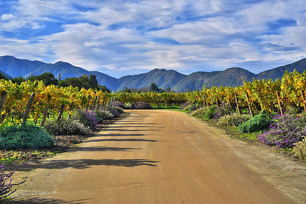 Emiliana Vineyards is the world’s largest organic winery. Located in Chile´s main wine valleys, always producing the highest quality wines with a deep respect for our people and Nature.