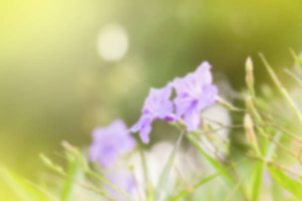 sweet dreamy and de-focused ,  Ruellia tuberosa flower filed and Bokeh light background