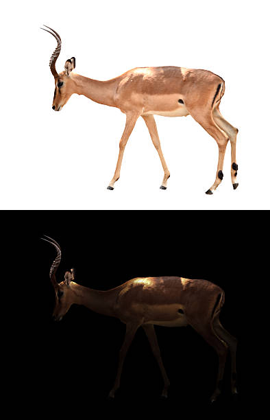 istock impala in the dark and impala isolated 613117950
