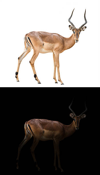 istock impala in the dark and impala isolated 613118046
