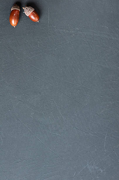 istock acorn in the shell on blackboard with copy space 613118540