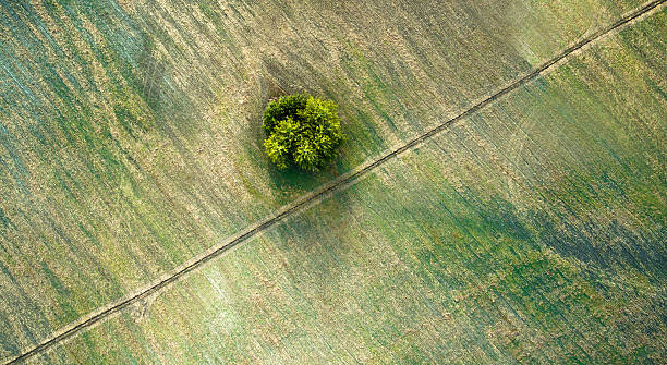 istock Aerial view over agricultural beveled fields, diagonal road and tree 613121020