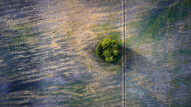 istock Aerial view over agricultural beveled fields, road and tree 613121106