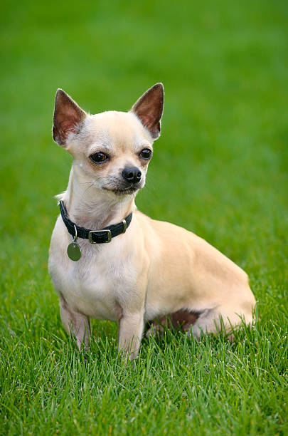 chihuahua dog play in field of grass stock photo