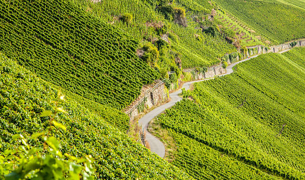 view on Moselle vineyards landscape in Germany Piesport
