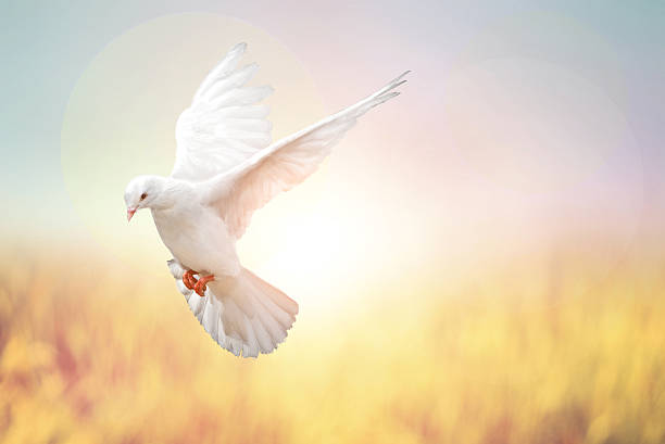 istock white Dove fly on pastel vintage background 613122332