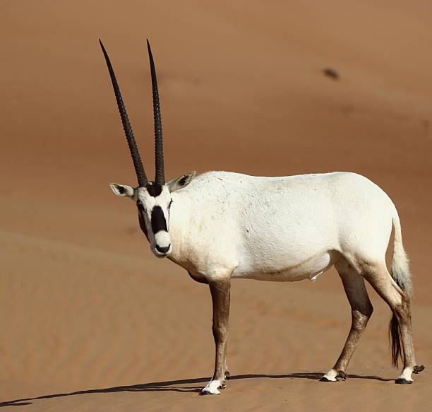 oryx leucoryx; aka arabian oryx - oryx gazella leucoryx imagens e fotografias de stock