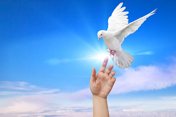 istock white Dove fly on pastel vintage background 613122392