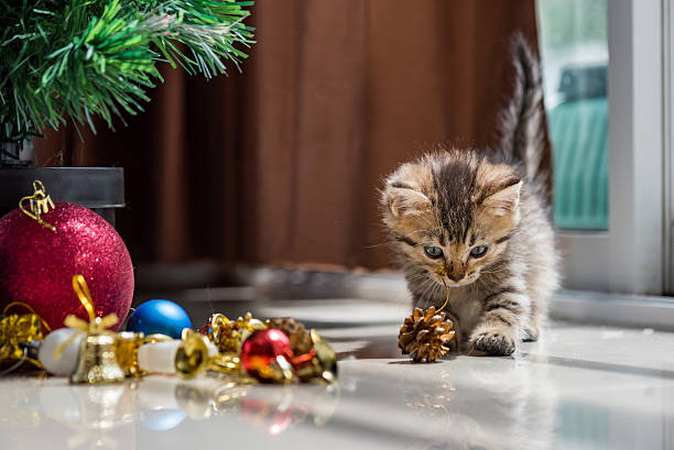 istock Cute kitten in christmas. 613122416