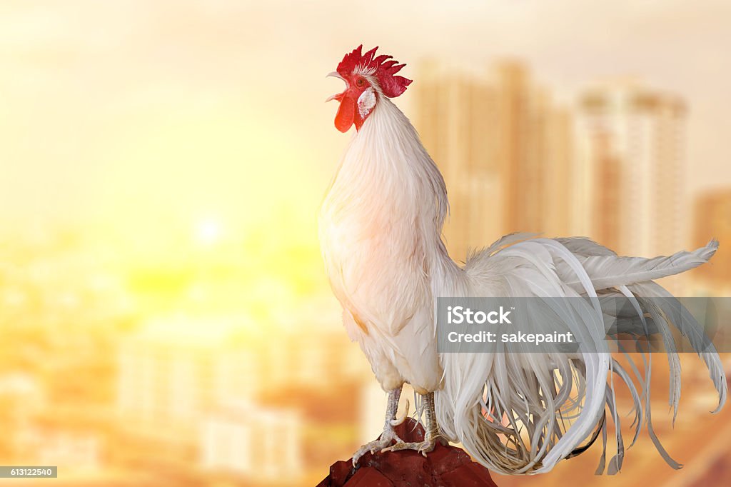 Gallo blanco de pollo en la mañana - Foto de stock de Gallo libre de derechos