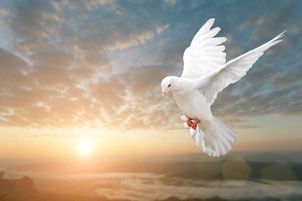 istock white Dove fly on pastel vintage background 613122566