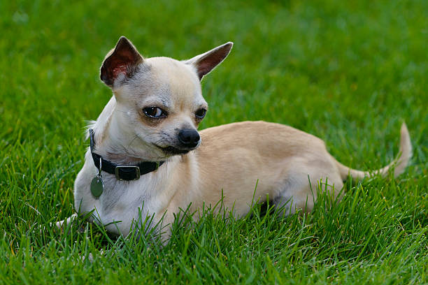 chihuahua dog play in field of grass stock photo