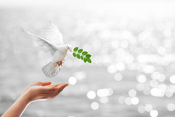 istock white Dove fly on pastel vintage background 613122594