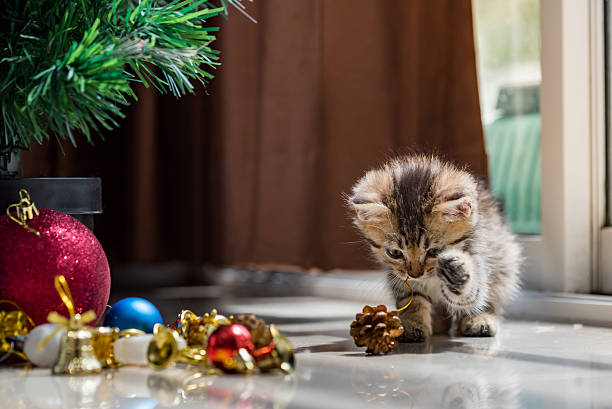 istock Cute kitten in christmas. 613122600