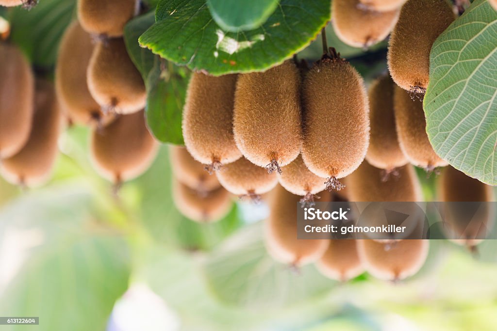 kiwi fruit Kiwi Fruit Stock Photo