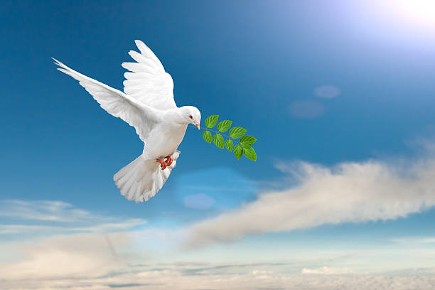 istock white Dove fly on pastel vintage background 613122630