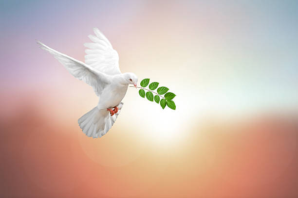 istock white Dove fly on pastel vintage background 613122668