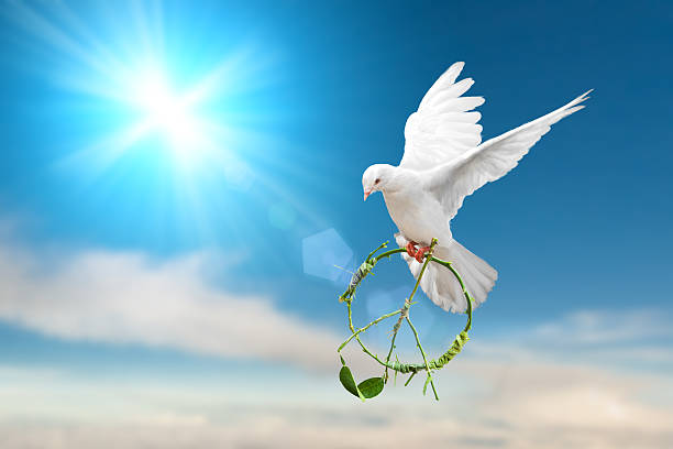 istock white Dove fly on pastel vintage background 613122684