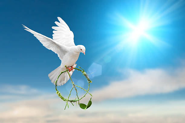 istock white Dove fly on pastel vintage background 613122730