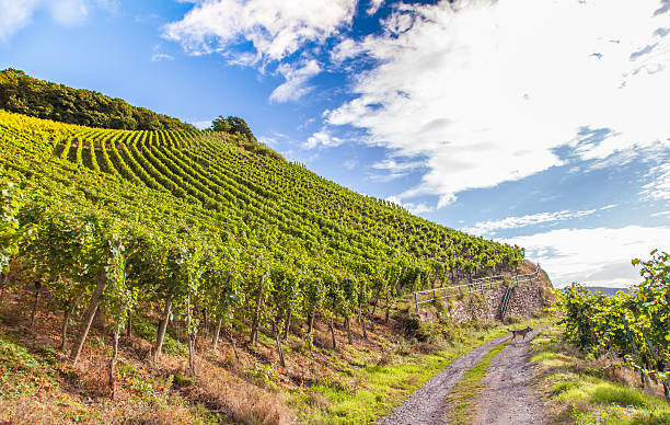 view on Moselle and vineyards Landscape in Germany Piesport