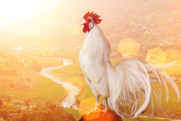 istock White Rooster chicken cockcrow on morning 613122806