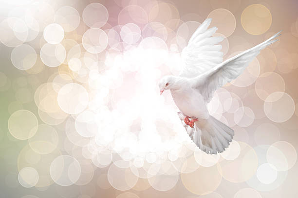 istock white Dove fly on pastel vintage background 613122866
