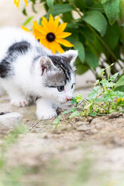 istock Small funny kitten in pink  flowers 613123766