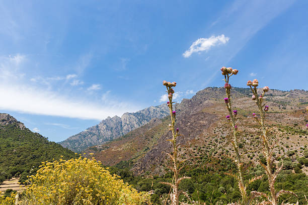 istock wildflowers,mountain and sky 613124728