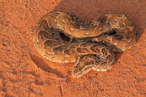 A  young sidewinder rattlesnake lie coiled up in garden mulch during the summer in Palm Springs, California.  Its rattle is clearly visible in the image.