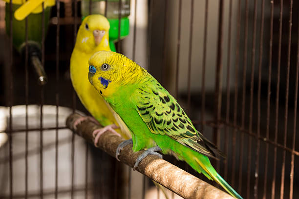 istock Yellow Budgie,  Budgerigar Bird 613125342