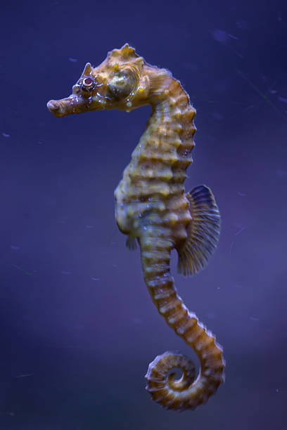 short-snouted seahorse (hippocampus hippocampus). - snouted imagens e fotografias de stock