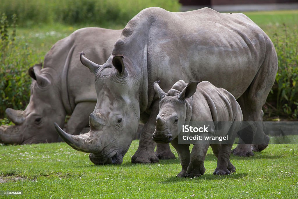 rhinocéros blanc du sud (Ceratotherium simum simum). - Photo de Rhinocéros libre de droits