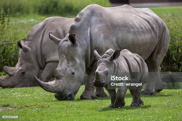 Photo libre de droit de Rhinocéros Blanc Du Sud banque d'images et plus d'images libres de droit de Rhinocéros