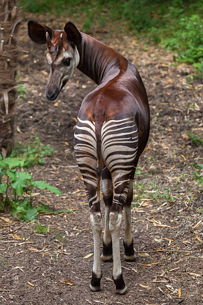 570+ Okapi Stock Photos, Pictures & Royalty-Free Images - iStock 570+ Okapi Stock Photos, Pictures & Royalty-Free Images - iStock