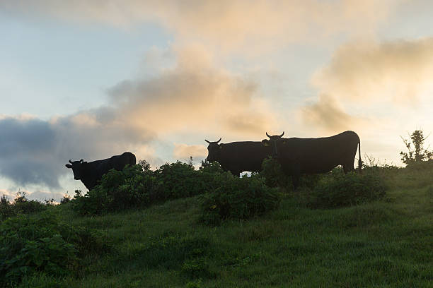 istock Happy Cow family OKI-island 613126124