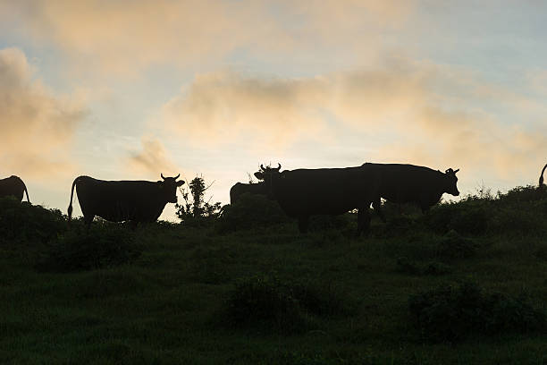 istock Happy Cow family OKI-island 613126148