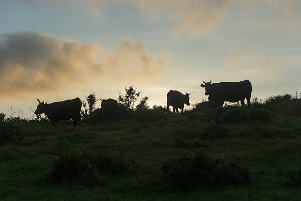 istock Happy Cow family OKI-island 613126184