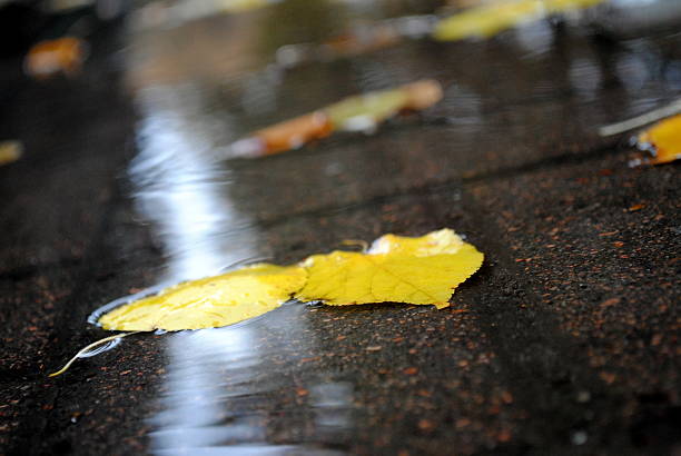 istock Autumn leaves in a puddle 613126718